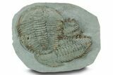 Two Large Longianda Trilobite Fossils - Issafen, Morocco #381635-1